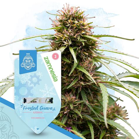 zemnesia|Buy Weed Seeds 